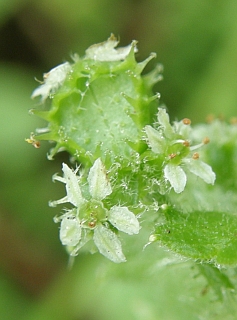 Drusa glandulosa