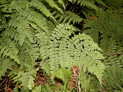 Dryopteris guanchica