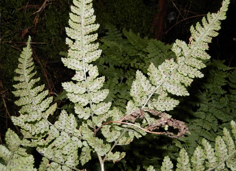 Pínnulas y soros de Dryopteris guanchica