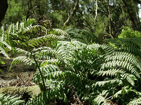 Dryopteris oligodonta