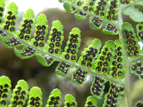 Pínnulas y soros de Dryopteris oligodonta