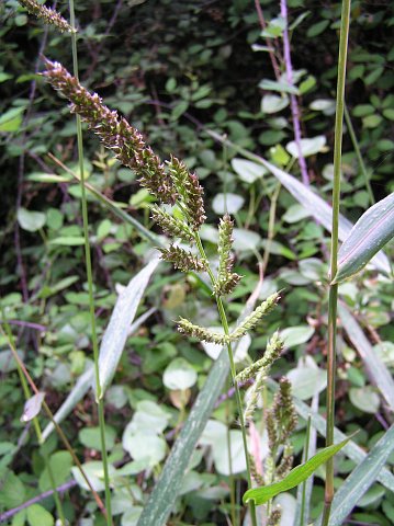 Echinochloa crus-galli