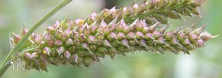 Espiguillas de Echinochloa crus-galli