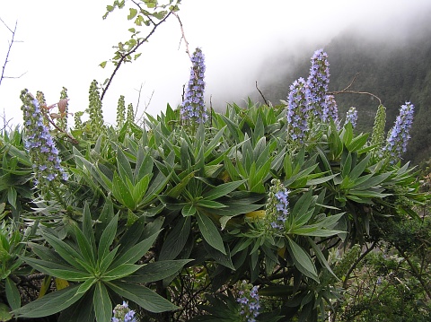 Echium acanthocarpum