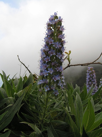 Inflorescencia de Echium acanthocarpum