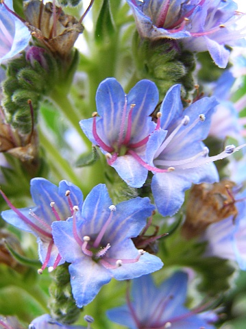 Flores de Echium acanthocarpum