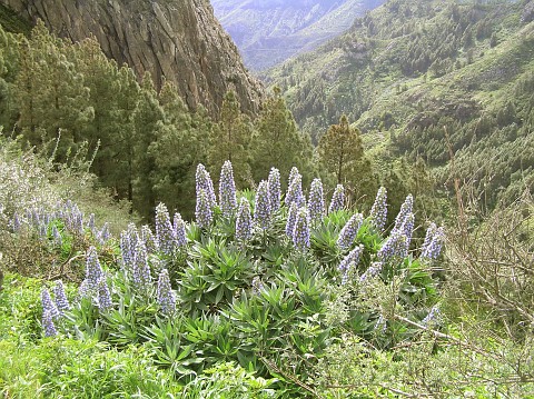 Echium acanthocarpum