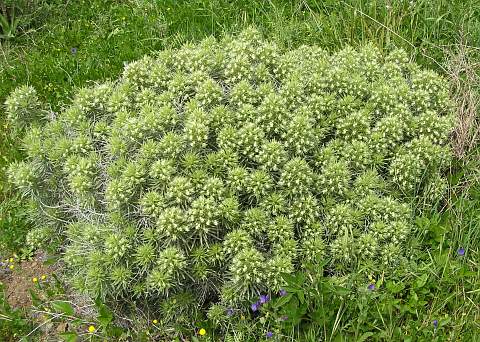 Echium aculeatum