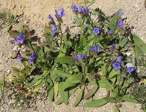 Echium bonnetii