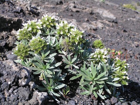 Echium brevirame