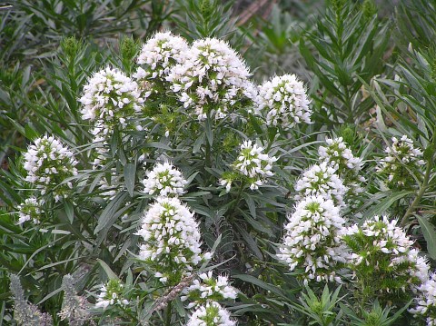 Echium giganteum