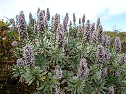 Echium hierrense