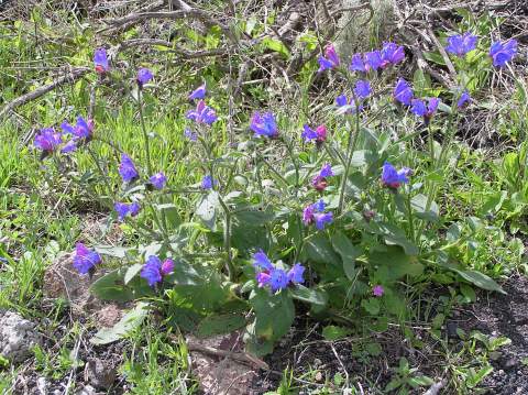 Echium lancerottense