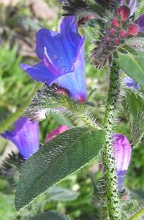 Echium lancerottense