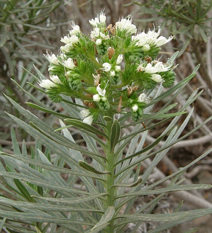 Echium leucophaeum