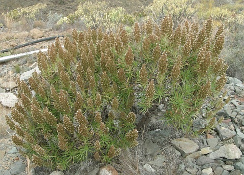 Echium onosmifolium ssp.onosmifolium