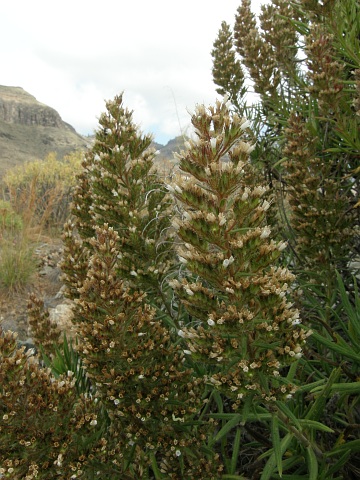 Echium onosmifolium ssp.onosmifolium