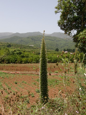 Echium pininana