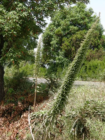 Echium pininana