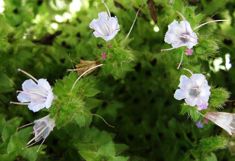 Echium pininana