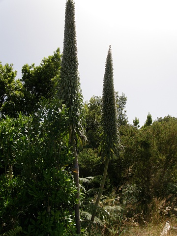 Echium pininana