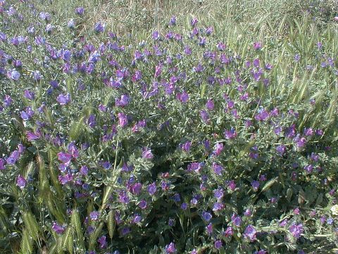 Echium plantagineum