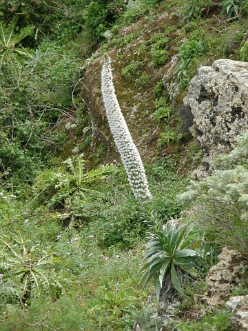 Echium simplex