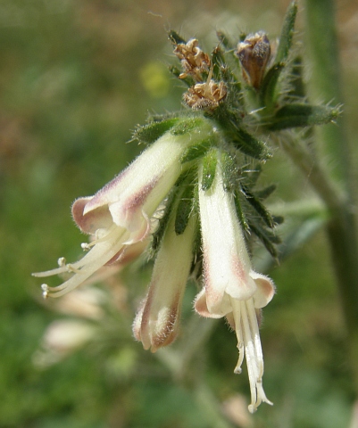 Echium triste ssp. nivariense