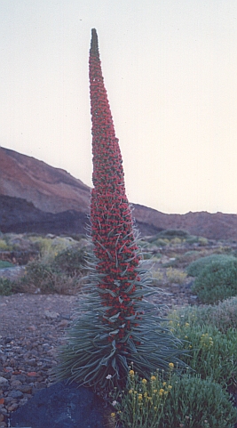 Echium wildpretii