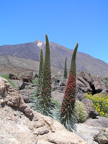 Echium wildpretii