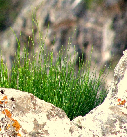 Ephedra fragilis