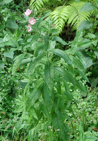 Epilobium hirsutum