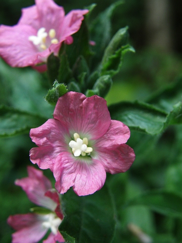 Epilobium hirsutum