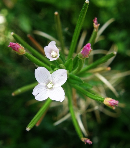 Flor de Epilobium parviflorum