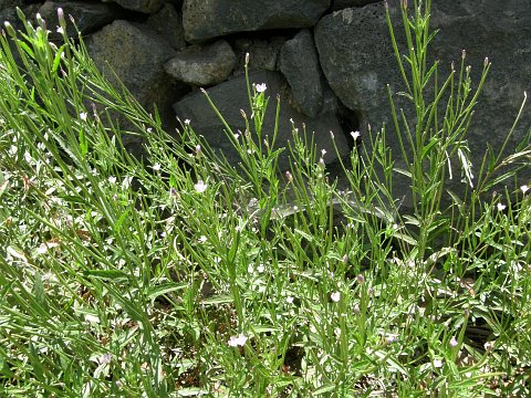 Epilobium tetragonum