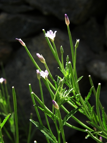 Epilobium tetragonum