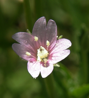 Epilobium tetragonum