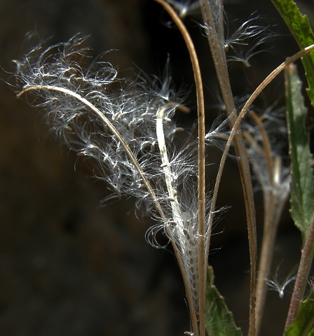 Frutos y semillas de Epilobium tetragonum