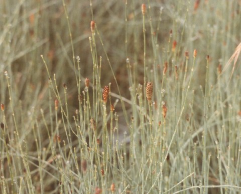 Equisetum ramosissimum