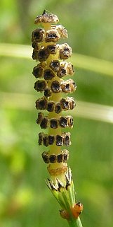 Equisetum ramosissimum