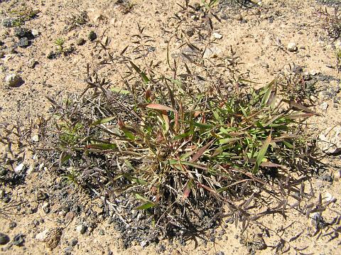 Eragrostis barrelieri