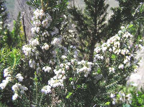 Erica arborea