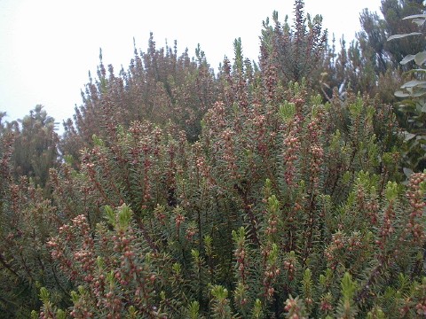 Erica platycodon