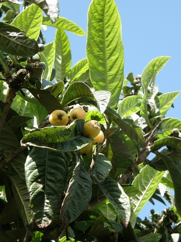 Eriobotrya japonica