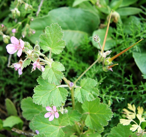 Erodium chium