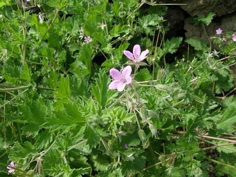 Erodium laciniatum