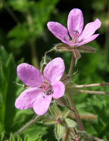 Erodium laciniatum