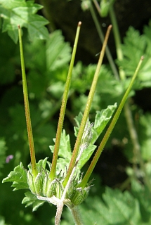 Frutos de Erodium laciniatum