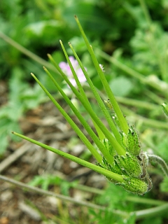 Frutos de
          Erodium moschatum