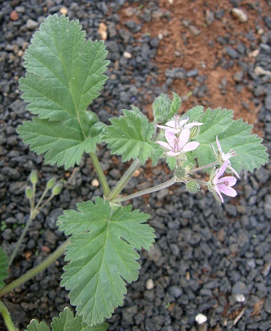 Erodium neuradifolium